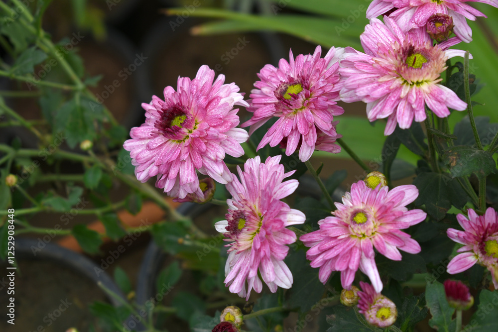 Obraz premium Beautiful Pink red chrysanthemum flowers closeup in the winter garden, Close-up of Chrysanthemum flower, Field of the Pink red Chrysanthemum, Beautiful Pink red flower blooming in nature
