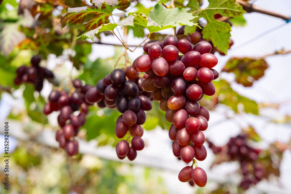 Bunch of grapes on a vine in the vineyard. Bunch of grapes on a vine in the vineyard.