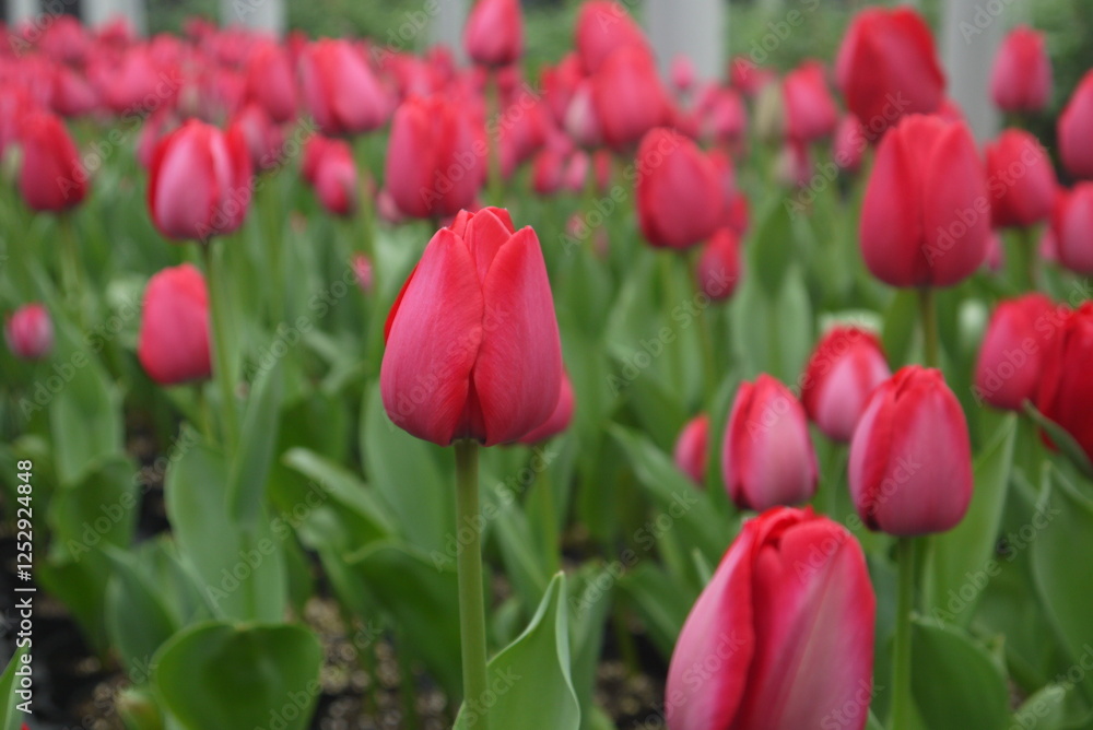 closeup blooming deep ruby-red tulips (Spryng Tide) growing in the greenhouse in spring closeup blooming deep ruby-red tulips (Spryng Tide) growing in the greenhouse in spring