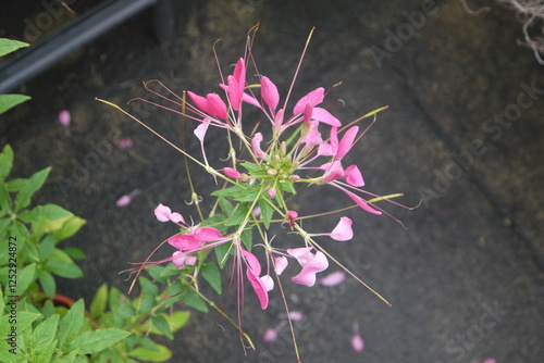 close up bright pink and white spider flower (Spiny Spiderflower, Cleome spinosa, Cleome hassleriana, Tarenaya hassleriana) in rainy day, with dark gray background