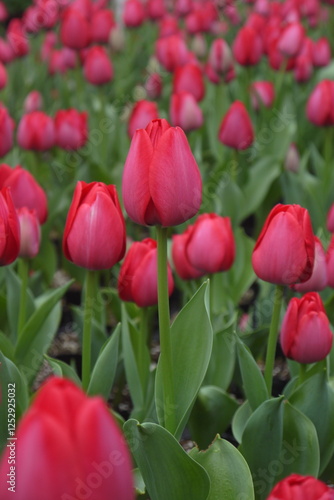 closeup bloomingtulips (Spryng Tide) growing in the greenhouse in spring, is intense raspberry-red with a silver sheen, morphing into deep ruby-red photo