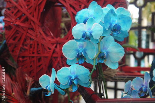 closeup beautiful blooming dyeing-blue white orchid flowers cluster with bright red background in Chinese style