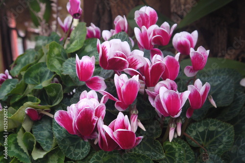 beautiful closeup pink flowering Cyclamen (Cyclamen colchicum) with white edge in a spring garden