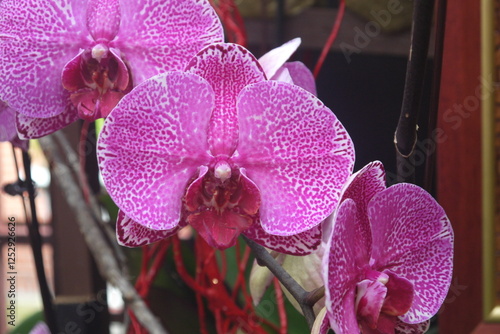 closeup rare beautiful blooming magenta orchid flowers cluster with spots and little white edge