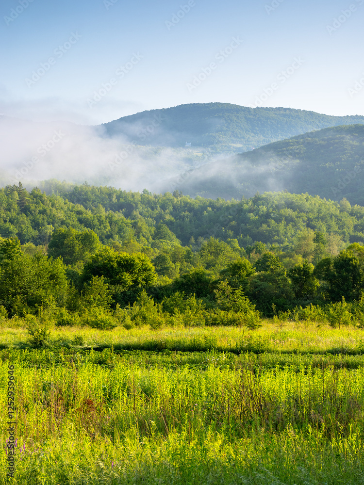 mountainous rural landscape of ukraine in summer. scenic outdoor view. grassy meadow on a misty morning. carpathian countryside scenery with forest on a hill behind the pasture