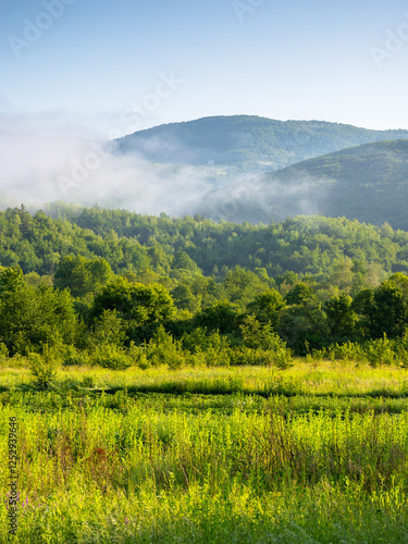 Obraz na płótnie mountainous rural landscape of ukraine in summer. scenic outdoor view. grassy meadow on a misty morning. carpathian countryside scenery with forest on a hill behind the pasture w salonie