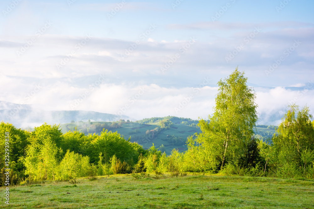 Fototapeta premium carpathian countryside with alpine meadow. beautiful view. sunny morning. scenery of ukrainian highland with grassy field in spring. landscape with distant valley in fog. travel background
