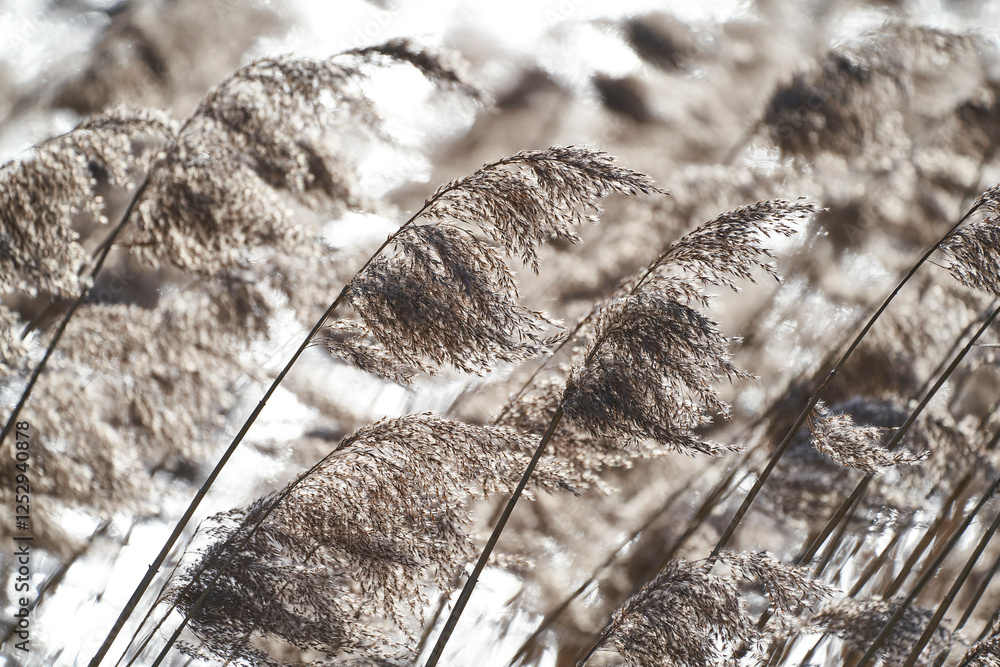Obraz premium Schilf im Winterwind