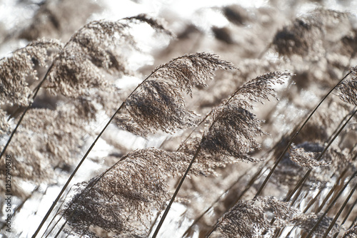 Schilf im Winterwind