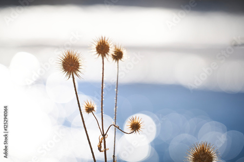 Distel am Fluss