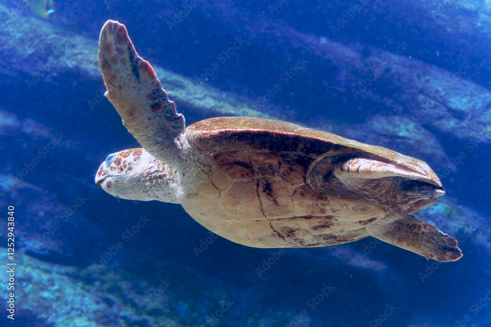 Obraz premium A large sea turtle swims in seawater in Two Oceans Aquarium in Cape Town, South Africa 
