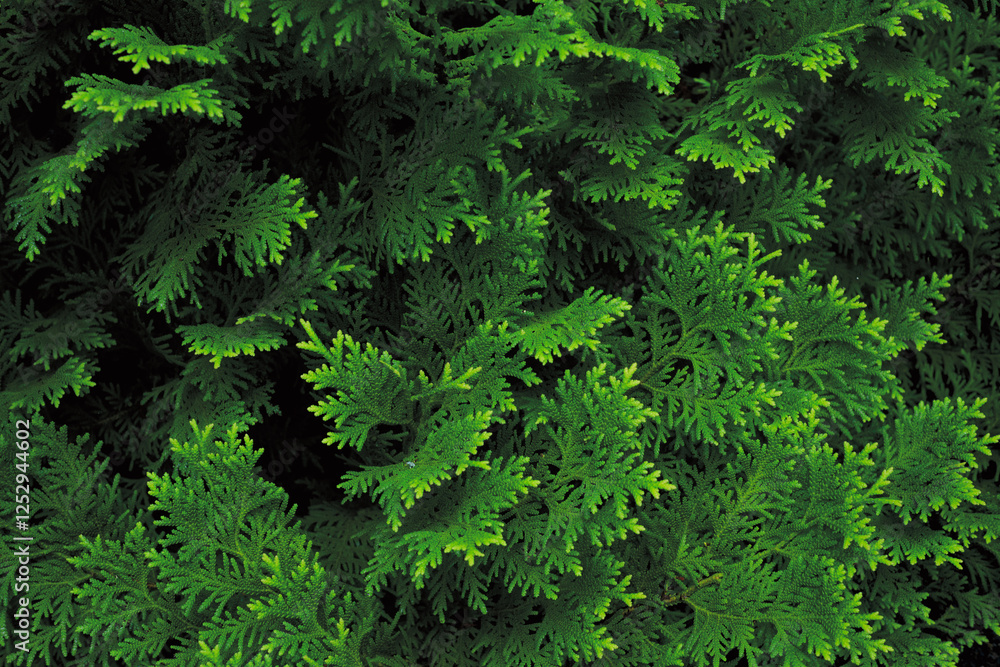 シダ植物 シダ植物