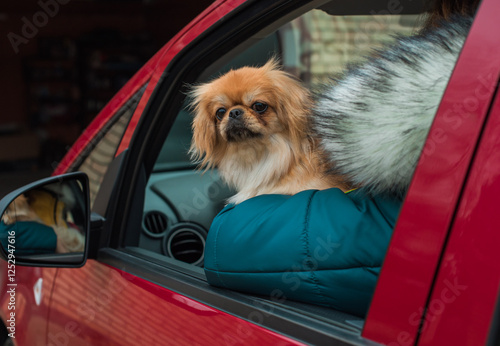 Little Beautiful red light doggo Pekingese breed. Lifestyle of domestic animals photo