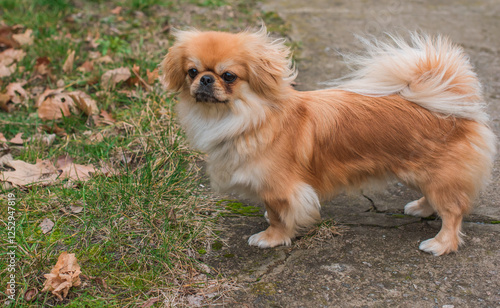 Little Beautiful red light doggo Pekingese breed. Lifestyle of domestic animals photo