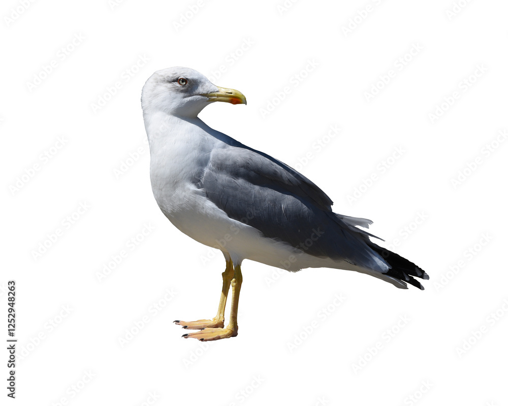 A seagull isolated on the transparent background A seagull isolated on the transparent background