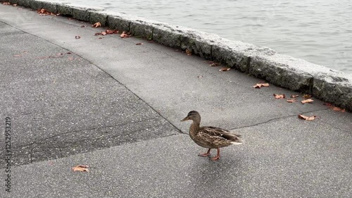 Ducks stroll along lakeside pathway on a cloudy autumn day