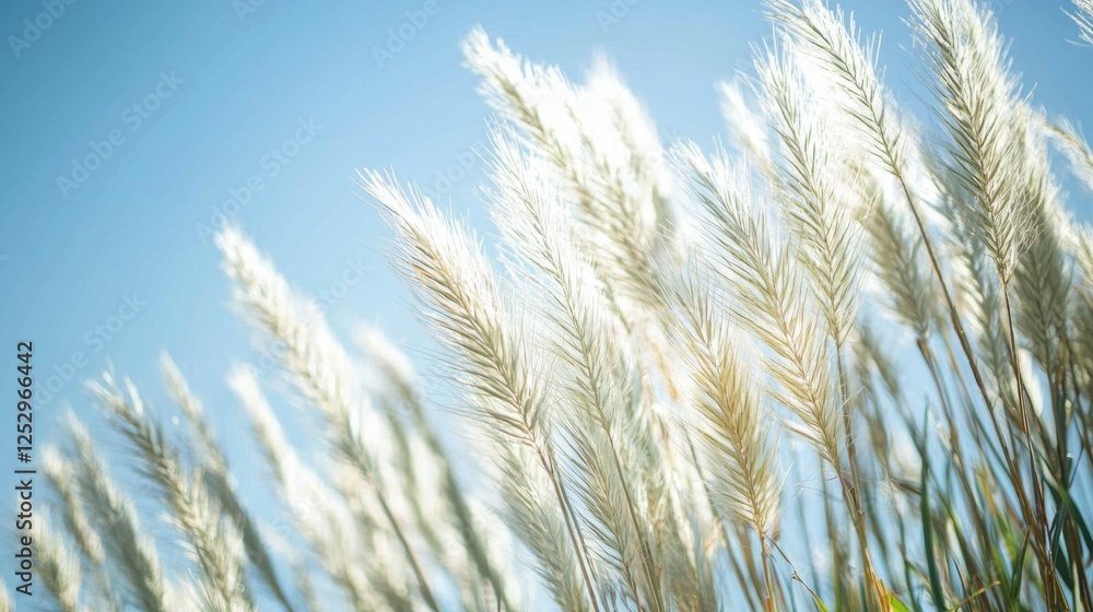 Soft White Grasses Against Clear Blue Sky in Natural Environment Soft White Grasses Against Clear Blue Sky in Natural Environment