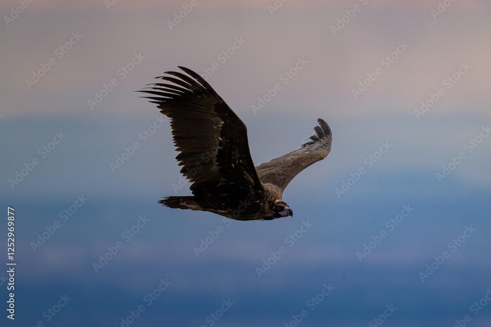Obraz premium Buitre Negro volando en la sierra de guadarrama