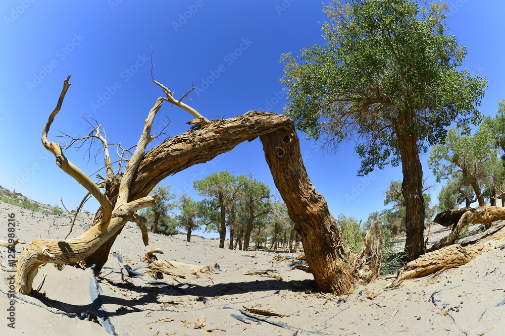 Populus euphratica trees in the desert Populus euphratica trees in the desert