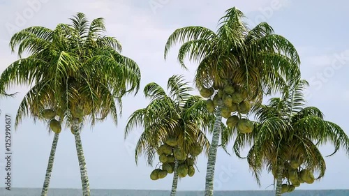 Coconut trees against the sky