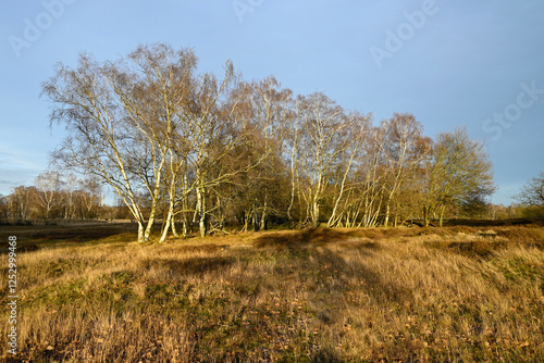 Natural Reserve Boberger Niederung in Hamburg, Germany photo