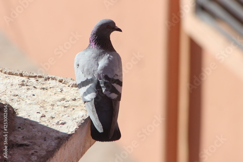 Close-up of gray pigeon standing on a house photo