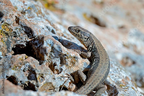 Cretan Wall Lizard - Podarcis cretensis, Crete photo