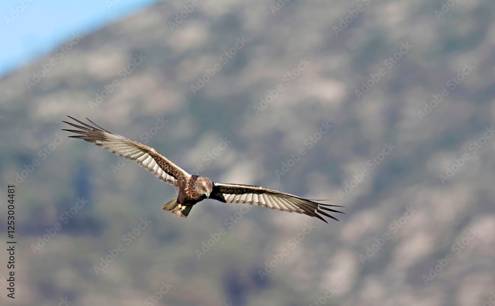 Marsh Harrier (Circus aeroginosus), Crete Marsh Harrier (Circus aeroginosus), Crete