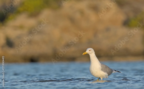 Yellow-legged Gull - Larus michahellis, Greece  photo