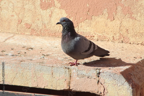 Close-up of gray pigeon standing on a house photo