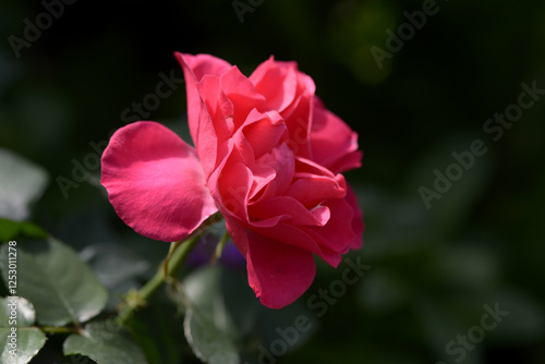 バラの花