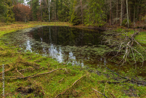 Forest in Kashubia.A cloudy, cool day. Poland. photo