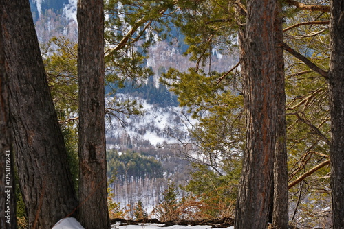 Different coniferous trees in the mountains. Kok Zhailau tract. photo