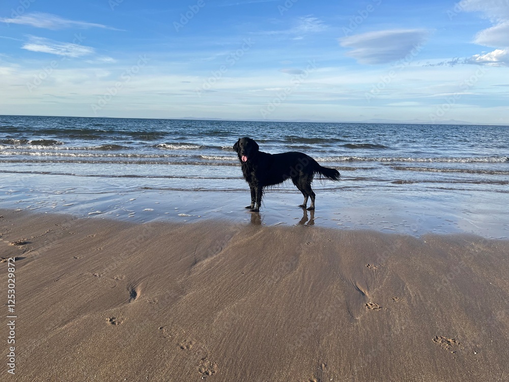 dog on the beach