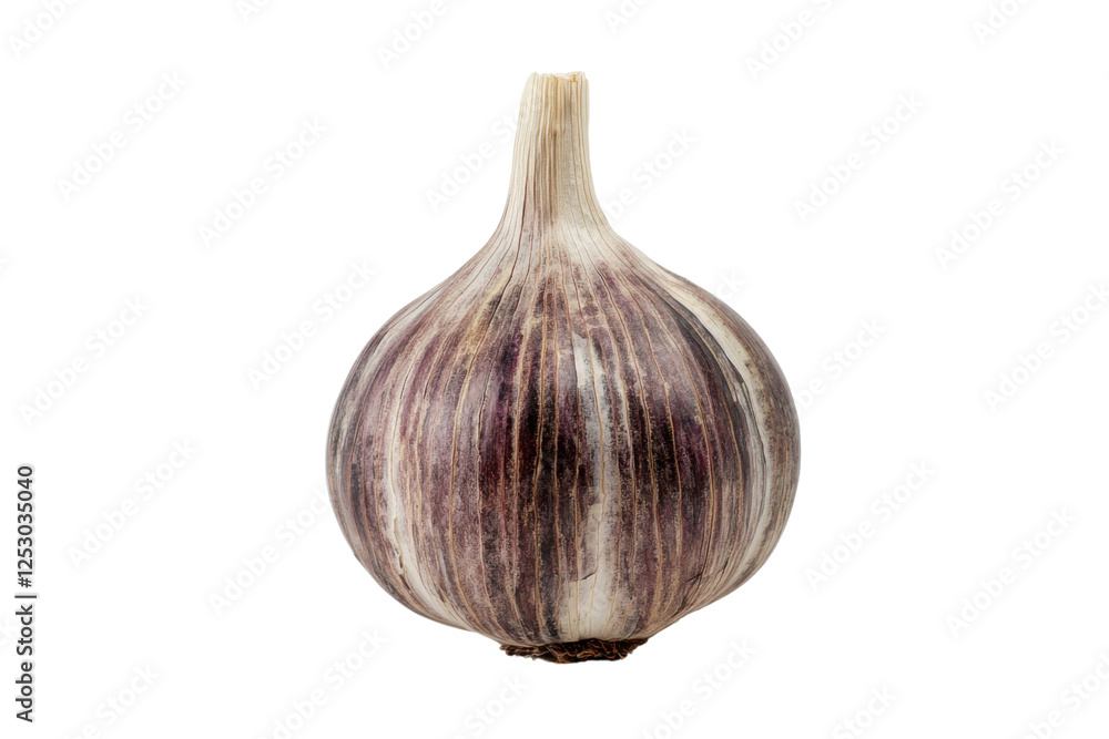 Obraz premium isolated, transparent background Fresh garlic bulb with unique purple stripes, perfect for cooking