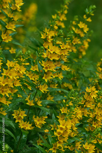 Punktierter Gilbweiderich (Lysimachia punctata)	 photo