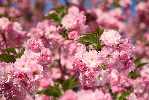 Pink cherry blossom flowers blooming on tree branches