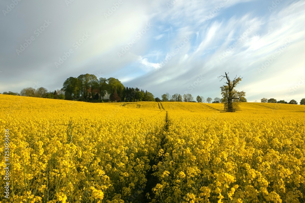 Feld in voller Rapslüte.