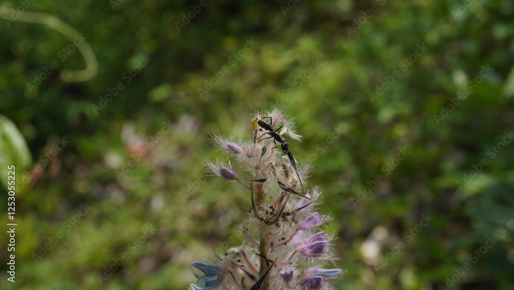 Black Ant on the Uraria Crinita flower Wild Plant Purple