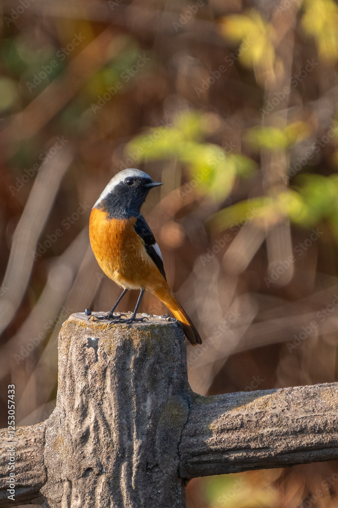 Male Daurian Redstart perching on the artificial tree branch railing