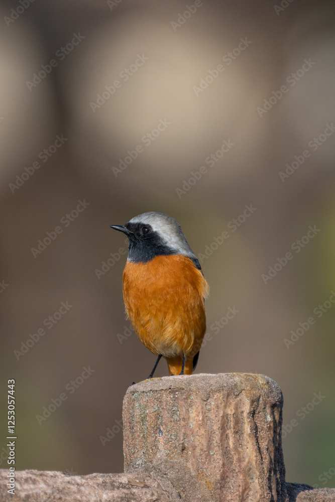 Male Daurian Redstart perching on the artificial tree branch railing
