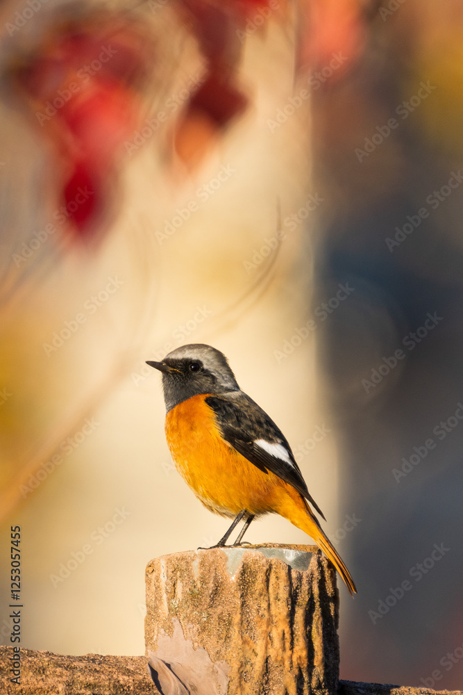 Male Daurian Redstart perching on the artificial tree branch railing
