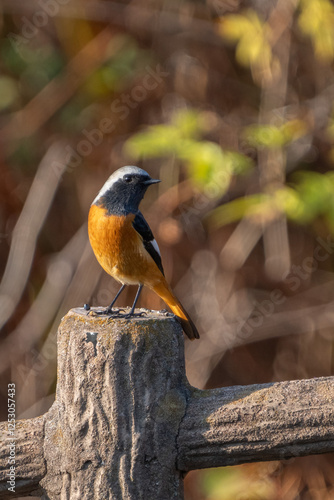 Obraz na płótnie Male Daurian Redstart perching on the artificial tree branch railing w salonie