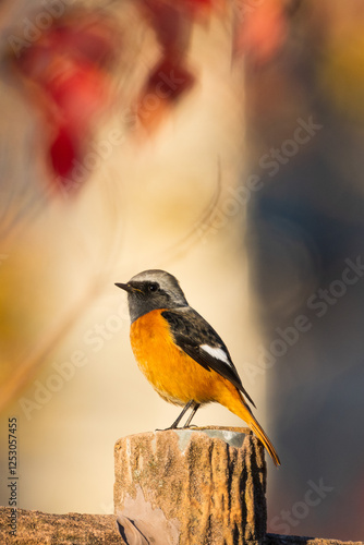 Obraz na płótnie Male Daurian Redstart perching on the artificial tree branch railing w salonie