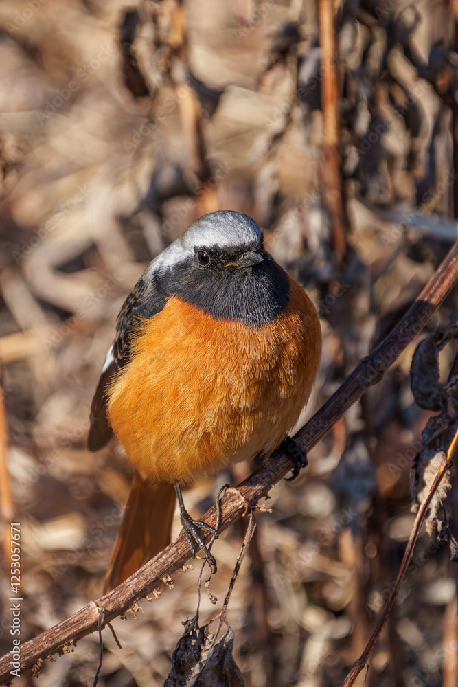 Male Daurian Redstart perching on the tree branch