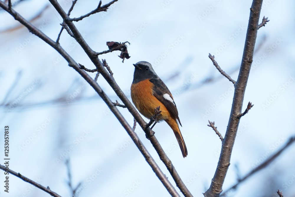 Male Daurian Redstart perching on the tree branch with blue sky background