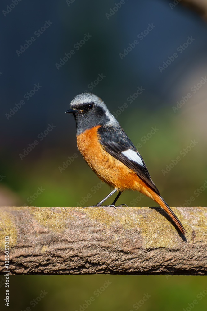 Male Daurian Redstart perching on the artificial tree branch railing