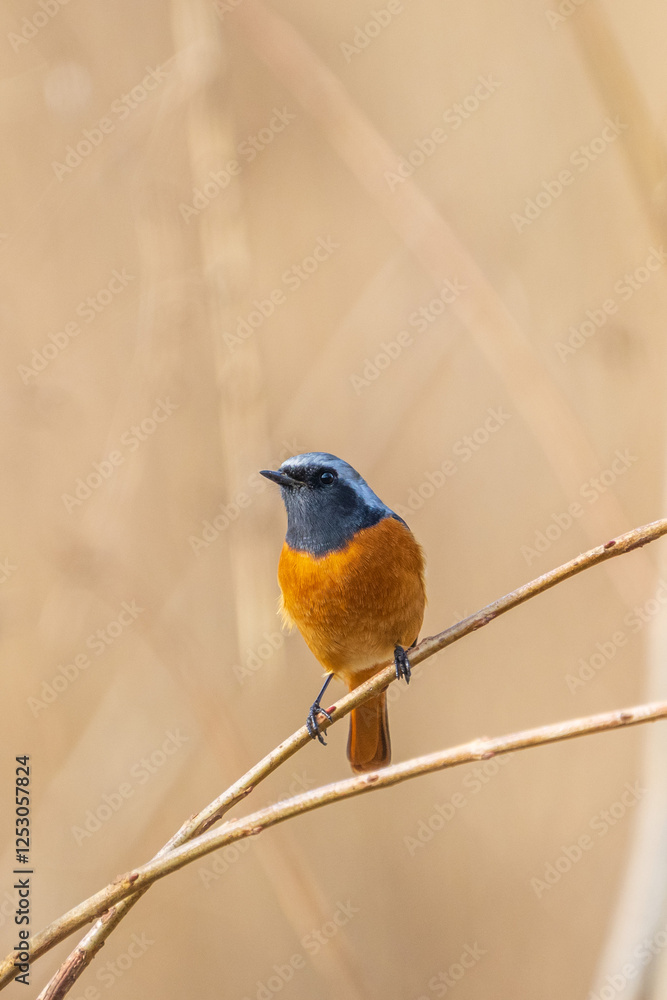 Male Daurian Redstart perching on the tree branch