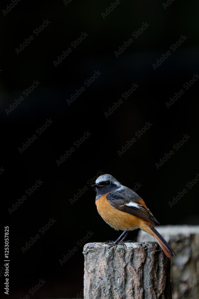 Male Daurian Redstart perching on the artificial tree branch railing