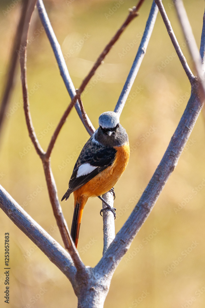 Male Daurian Redstart perching on the tree branch